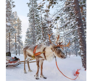 9-daagse winterreis naar Finland incl. overtocht en vele excursies